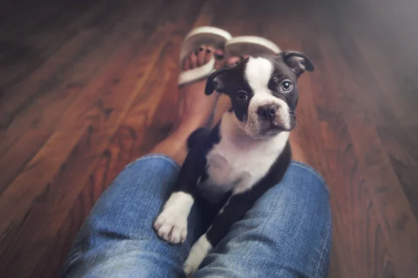 Portrait Boston Terrier Puppy Woman Legs — Stock Photo, Image