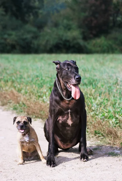 Two Dogs Sitting Path Field — Stock Photo, Image