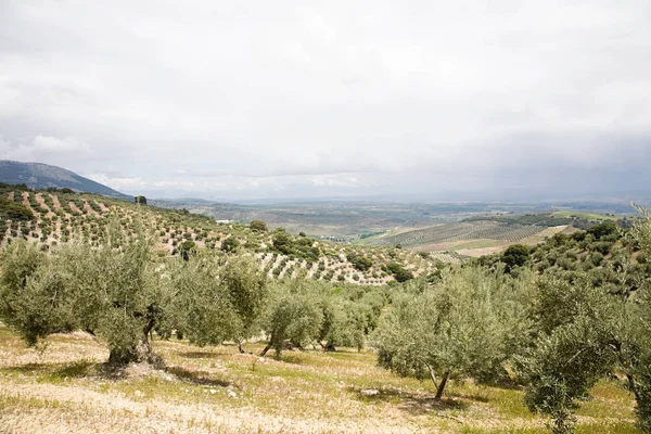 Olive grove pod zachmurzonym niebie — Zdjęcie stockowe