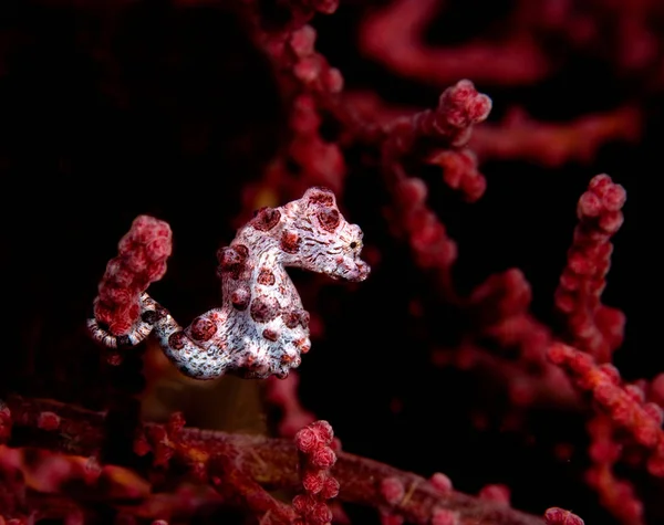 Paire d'hippocampes pygmées — Photo