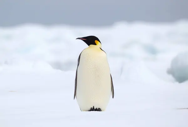 Pingüino emperador sobre témpano — Foto de Stock