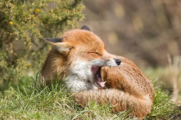 Red Fox Fastställande Och Gäspningar Grönt Gräs — Stockfoto