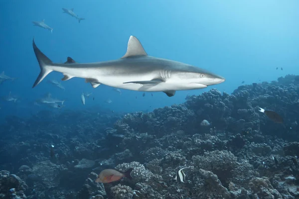 Λευκή άκρη reef καρχαρίας — Φωτογραφία Αρχείου