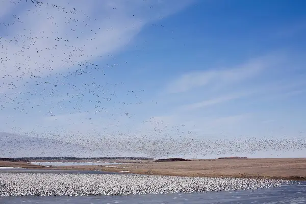 Flock of birds in South Dakota — Stock Photo, Image