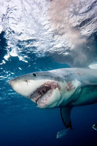 愤怒的大白鲨张开嘴 — 图库照片
