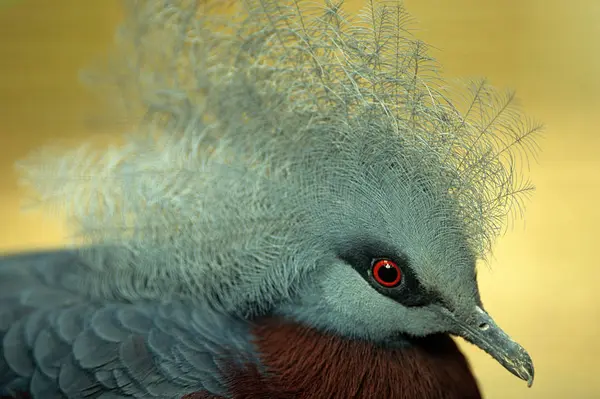 Portrait Victoria Crowned Pigeon — Stock Photo, Image