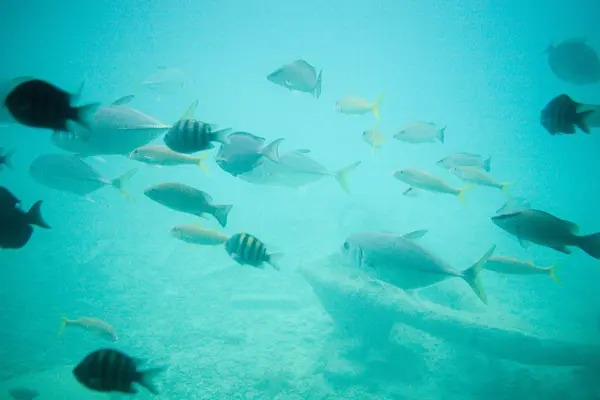 Ryba Nauka Pod Wodą Lazur Morza Obok Kotwicy — Zdjęcie stockowe