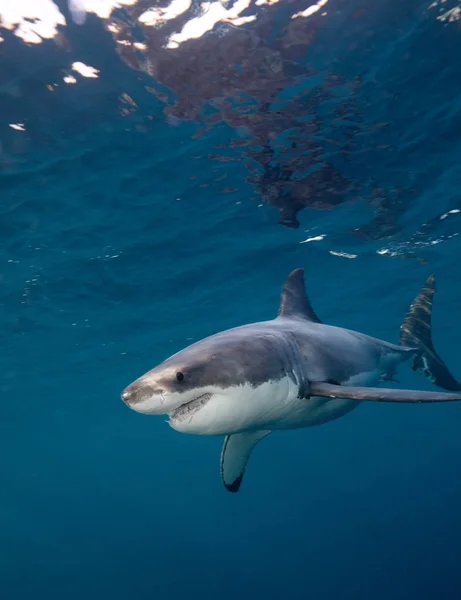 Great White Shark Swimming Water — Stock Photo, Image
