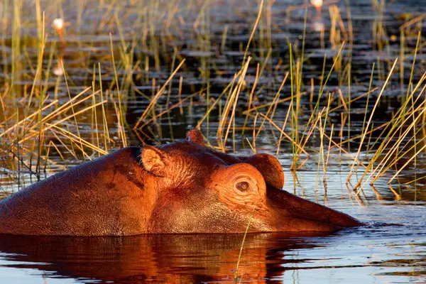 Hippopótamo Submerso Rio Delta Okavango Botsuana — Fotografia de Stock