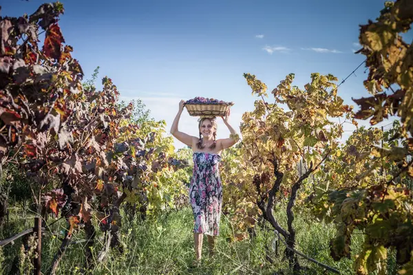 Woman Balancing Basket Grapes Head Vineyard Quartucciu Sardinia Italy — Stock Photo, Image