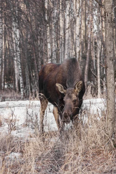 Vrouwelijke Moose Voederen Stro Gras Winter Forest — Stockfoto
