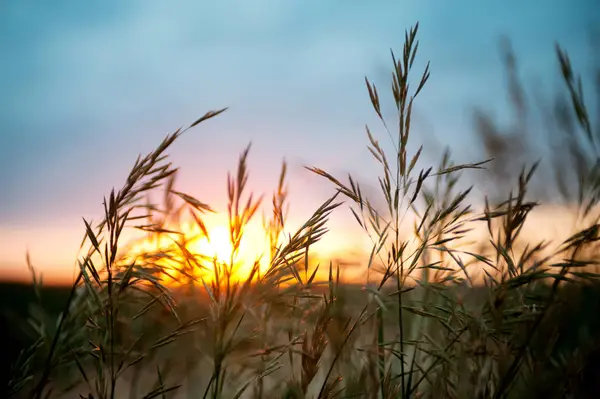 Close Shot Wheat Plants Sunset Sky — Stock Photo, Image