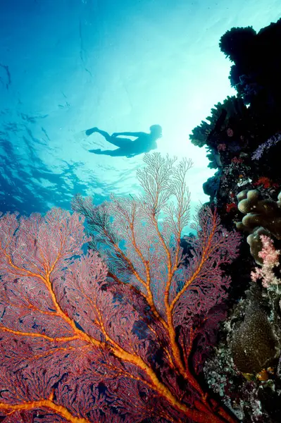 Παράδεισο Σιλουέτα Όλα Κοράλλια — Φωτογραφία Αρχείου