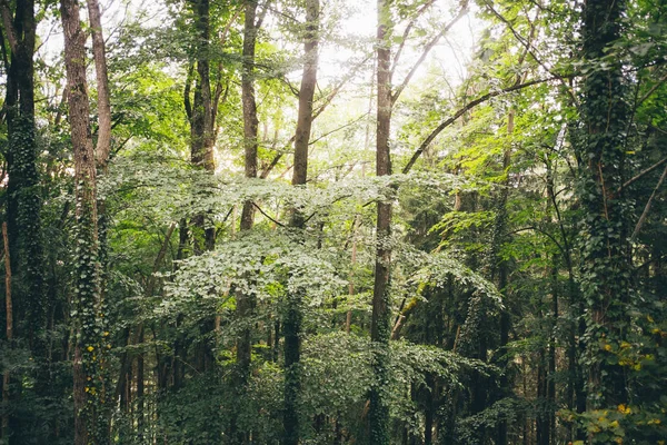 Зеленые Деревья Ярком Солнечном Свете — стоковое фото