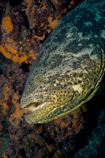 巨人石斑鱼 水下景观 — 图库照片