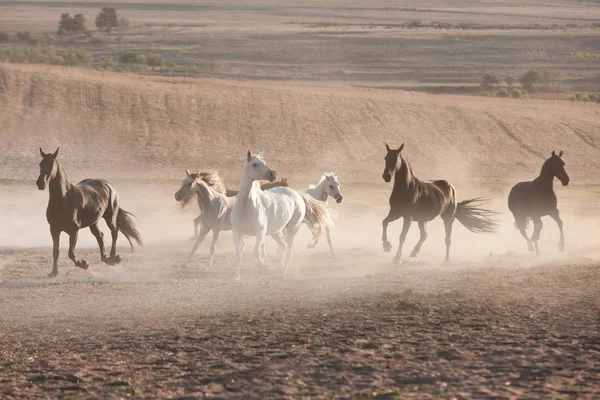 Cavalli in penna polverosa — Foto Stock