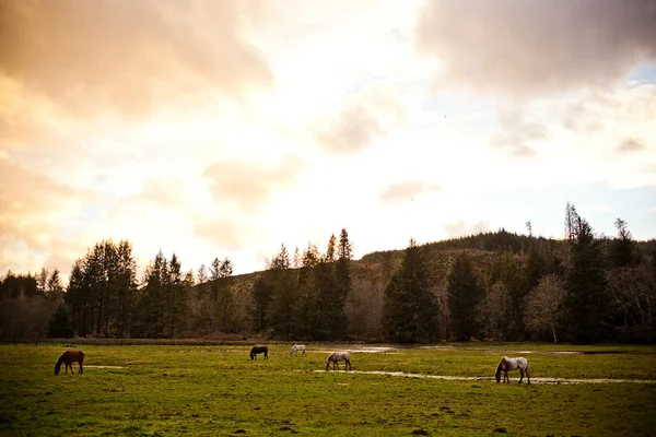 Άλογα Που Βόσκουν Πράσινο Λιβάδι Συννεφιασμένο Ουρανό — Φωτογραφία Αρχείου