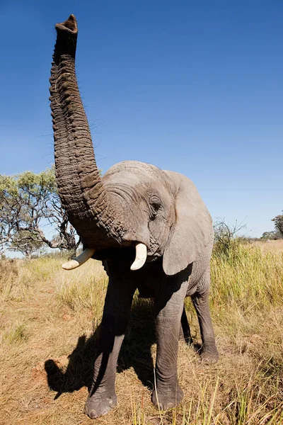 Nőstény afrikai elefánt — Stock Fotó