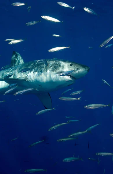 Angry Great White Shark Nadando Bajo Agua — Foto de Stock