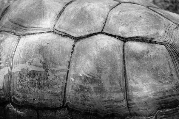 Nahaufnahme Von Schildkrötenpanzer Schwarz Und Weiß — Stockfoto