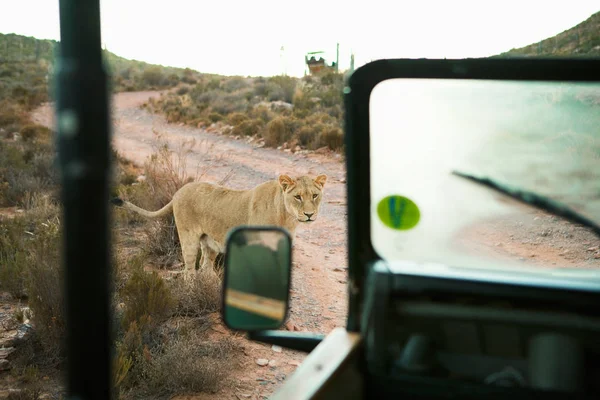 Löwe Der Nähe Von Safari Truck Südafrika — Stockfoto