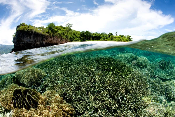 木と空の雲に対するサンゴ礁の分割ビュー — ストック写真