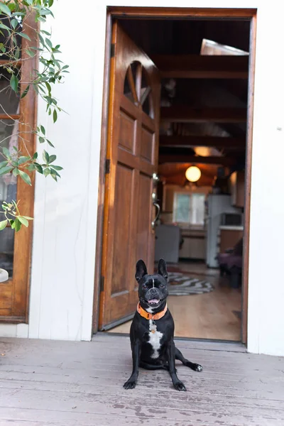 Портрет Милой Смешной Собаки Сидящей Перед Открытой Дверью — стоковое фото