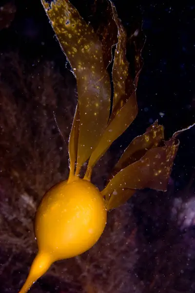 Close Kelp Bladder Ocean Darkness British Columbia — Stock Photo, Image