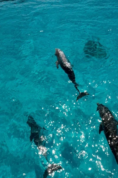 Delfines nariz de botella en el océano atlántico — Foto de Stock