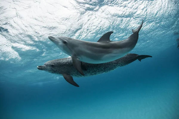 Two Atlantic Spotted Dolphins Swim Play Sand Banks Bahamas — Stock Photo, Image