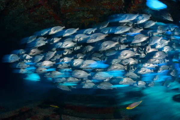 Large Group Schooling Fish Water — Stock Photo, Image