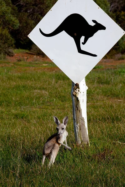 Küçük Kanguru Ayakta Kanguru Doğal Yaşam Parkı Yol Işareti Altında — Stok fotoğraf