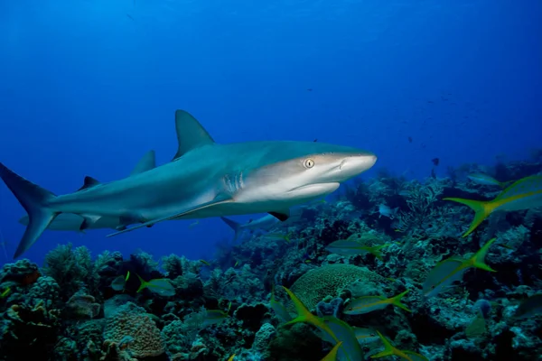 Καραϊβικής reef καρχαρίας — Φωτογραφία Αρχείου