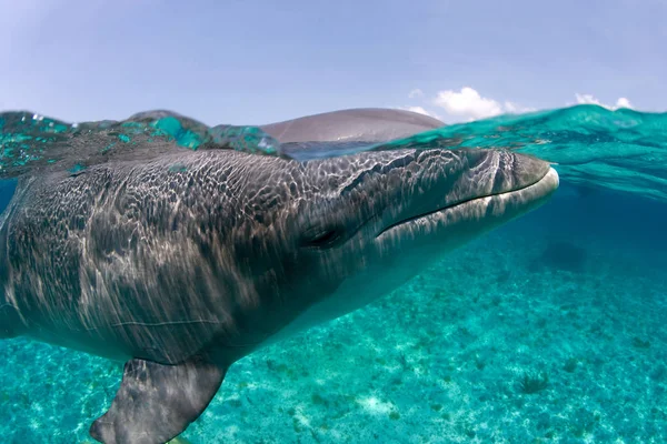 Atlantyku bottlenose dolphin — Zdjęcie stockowe