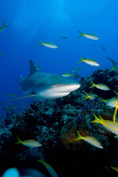 Vue Sous Marine Requin Tigre Nageant — Photo