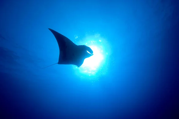 Mantarochen Schwimmen Unter Blauem Wasser — Stockfoto