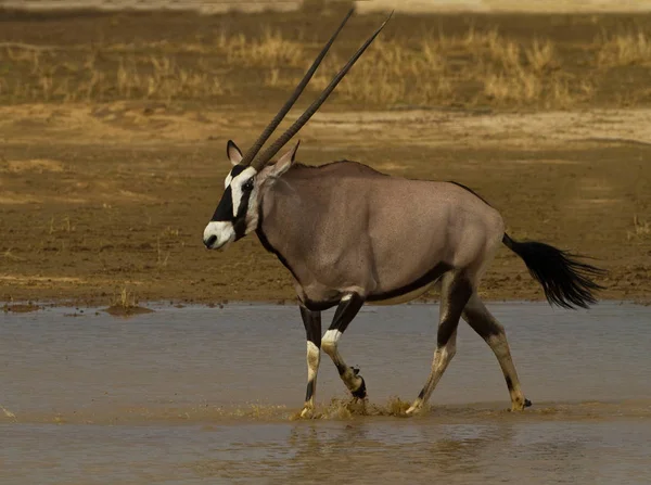 Nyársas Antilop Séta Víz Kgalagadi Átnyúló Park Afrika — Stock Fotó