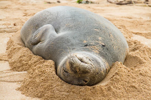 Monniksrob Rusten Zand Volledige Lengte — Stockfoto