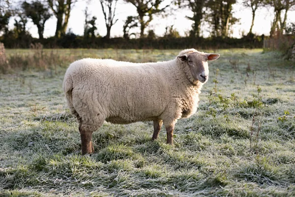 Fåren Betar Ett Morgon Fält — Stockfoto