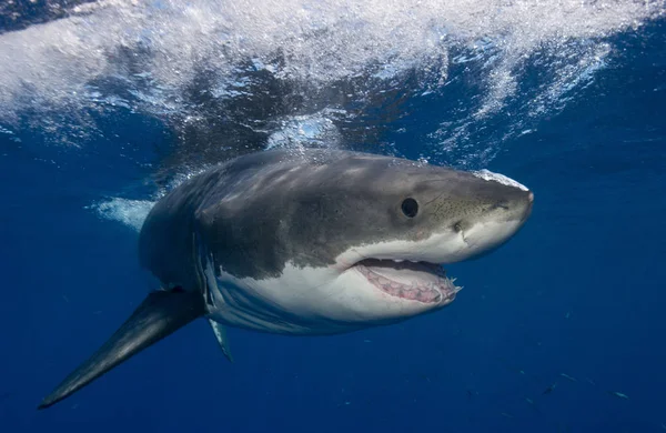 Grande Tubarão Branco Flutuando Debaixo Água — Fotografia de Stock