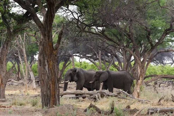 Zwei Elefanten Zwischen Bäumen Khwai Concession Okavango Delta Botswana — Stockfoto