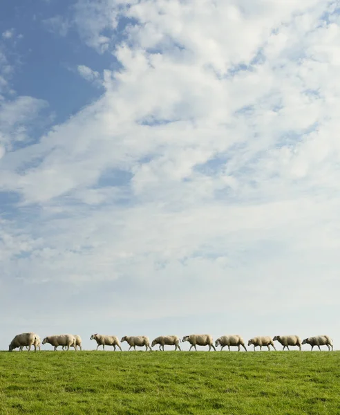 Schafe Laufen Reihe Auf Grünem Hügel Mit Bewölktem Himmel — Stockfoto