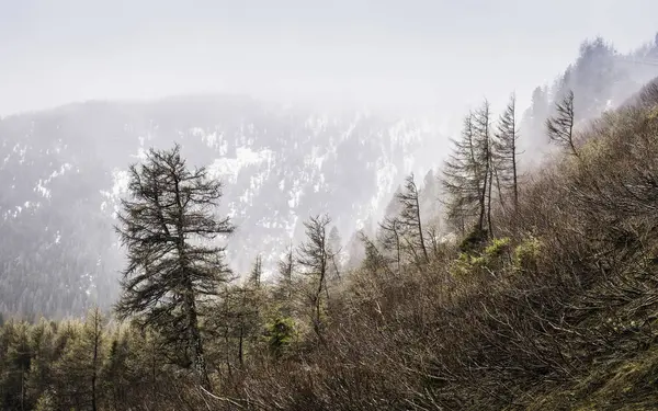 Floresta Por Montanha Coberta Neve Penser Joch Tirol Sul Itália — Fotografia de Stock