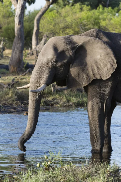 Elephant Drinking Water River Khwai Concession Okavango Delta Botswana — Stock Photo, Image