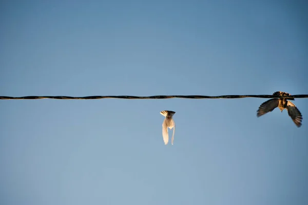 Aves Voando Linha Energia Contra Céu Limpo — Fotografia de Stock