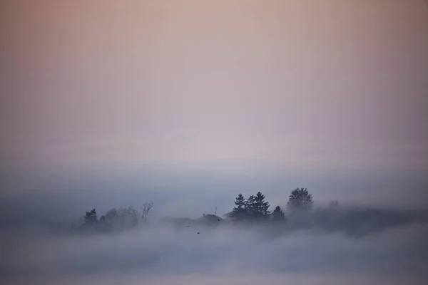 Arbres Silhouettés Émergeant Nuage Bas — Photo