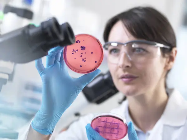 Scientist Examining Petri Dish Containing Bacterial Culture Grown Laboratory — Stock Photo, Image
