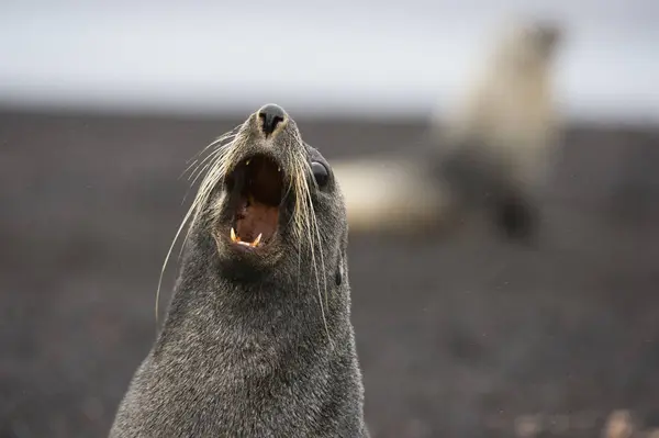 Hurlement Otarie Fourrure Antarctique Gros Plan — Photo