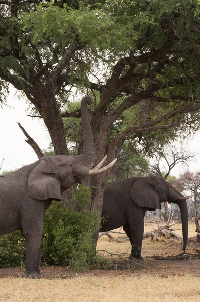 Elefantes Alimentándose Follaje Arbóreo Concesión Khwai Delta Del Okavango Botswana — Foto de Stock