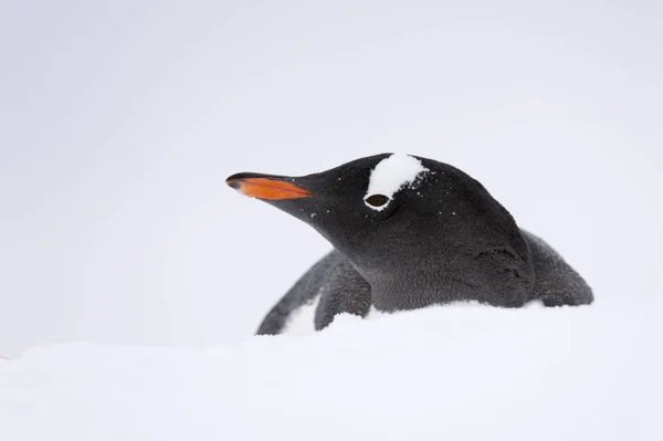 Primer Plano Del Pingüino Gentoo Isla Petermann Antártida — Foto de Stock